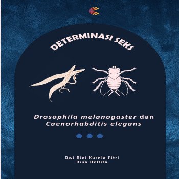 Determinasi Seks Drosophila melanogaster dan Caenorhabditis elegans